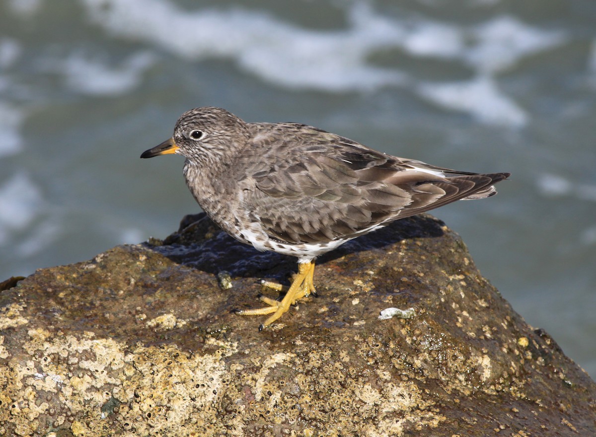 Surfbird - ML646874886