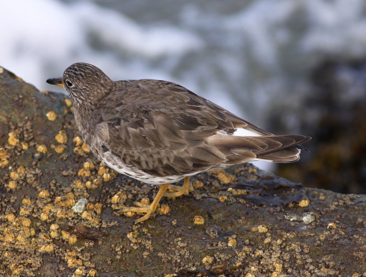 Surfbird - ML646874887