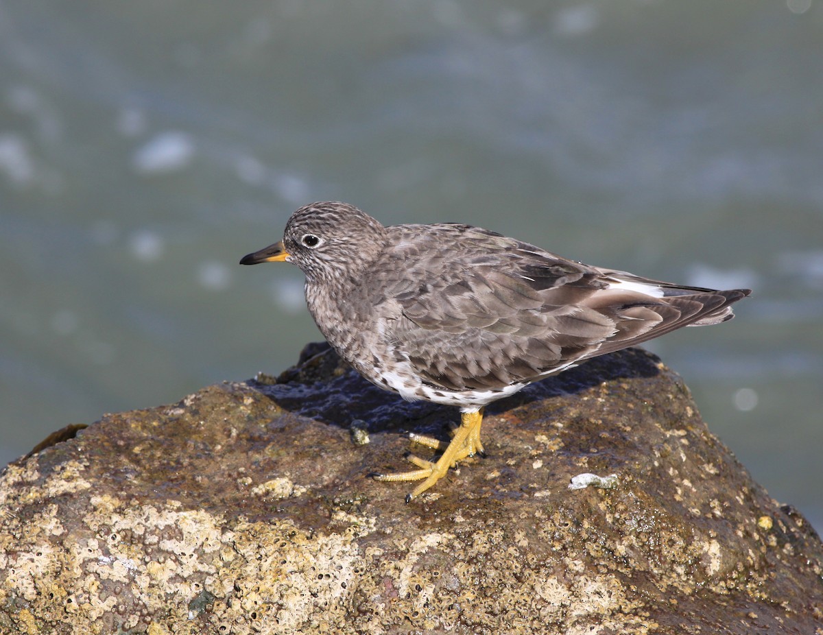Surfbird - ML646874888