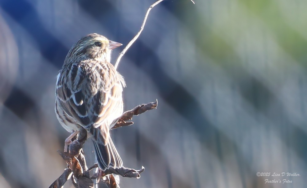Savannah Sparrow - ML646874889