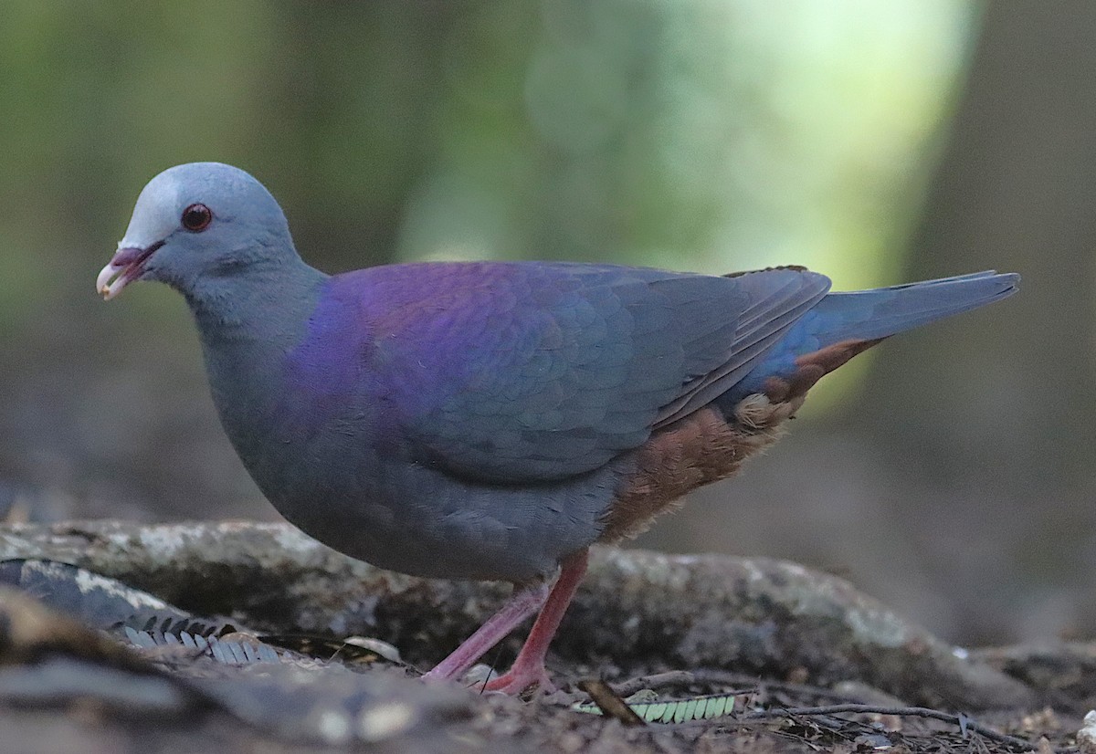 Gray-fronted Quail-Dove - ML646874891