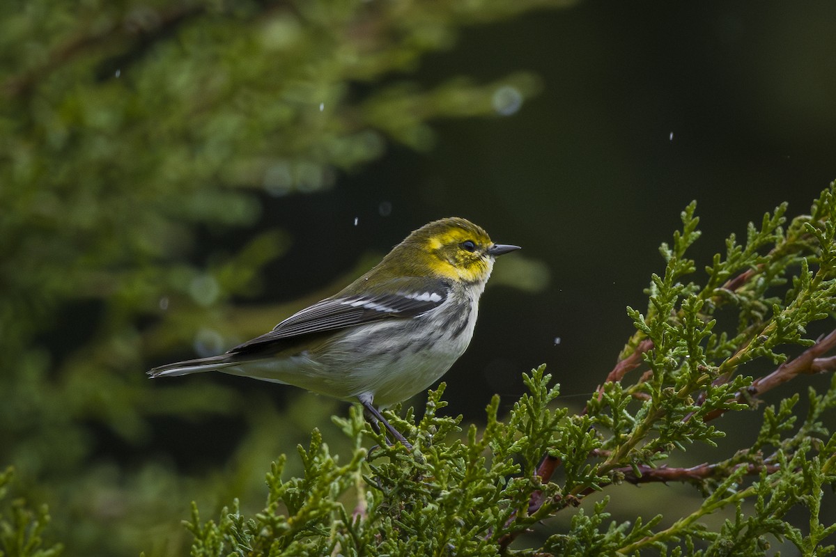 Black-throated Green Warbler - ML646874892