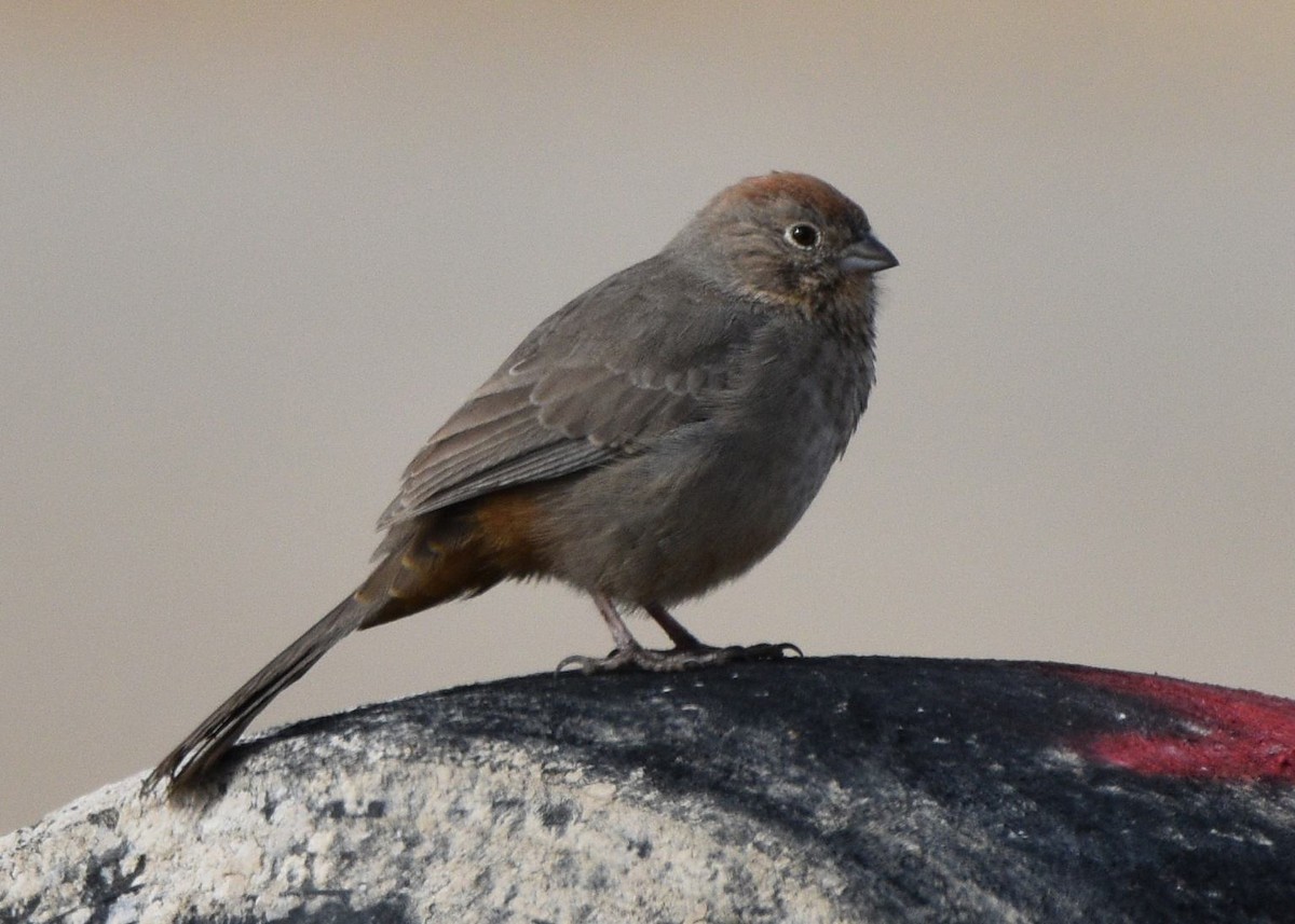 Canyon Towhee - ML646874896