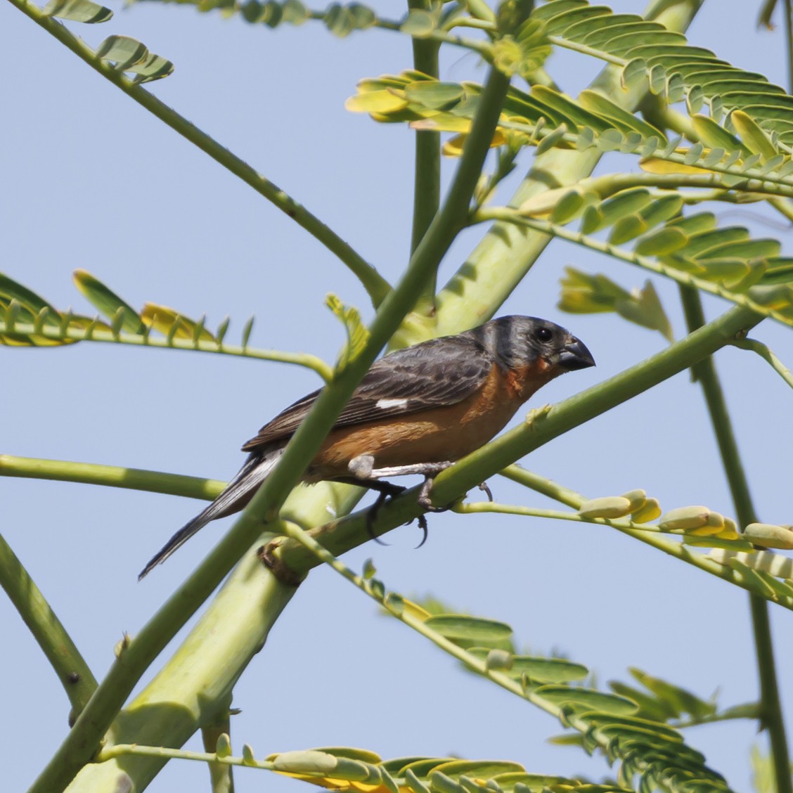 Ruddy-breasted Seedeater - ML646874897