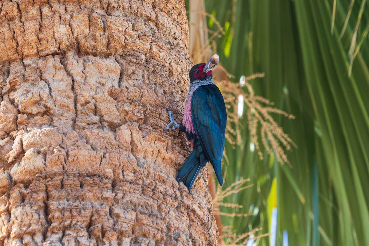 Lewis's Woodpecker - ML646874899