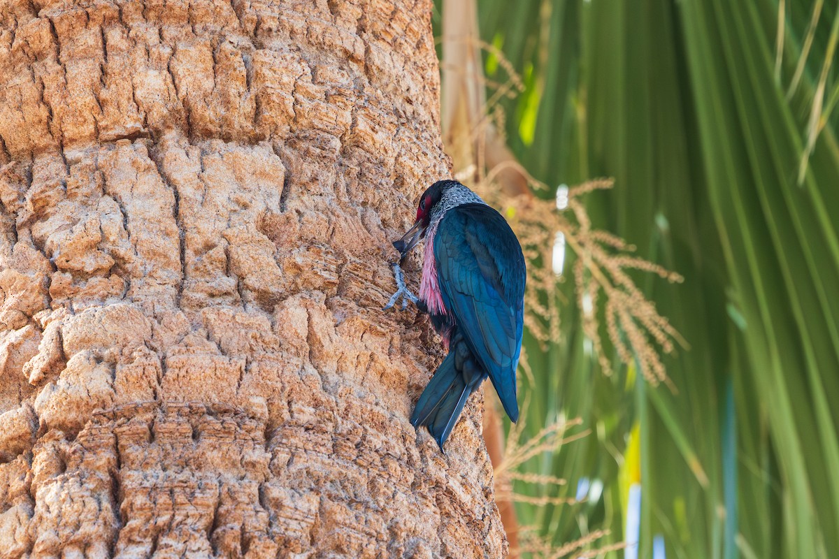 Lewis's Woodpecker - ML646874900