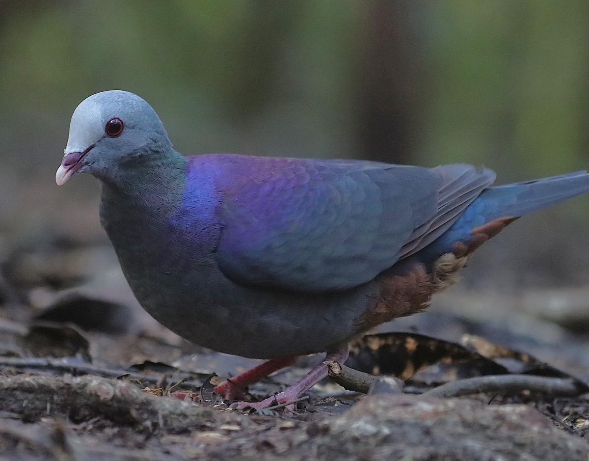 Gray-fronted Quail-Dove - ML646874901