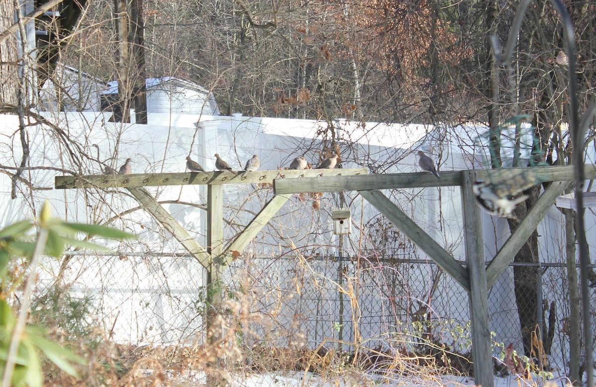 Mourning Dove - ML646874902