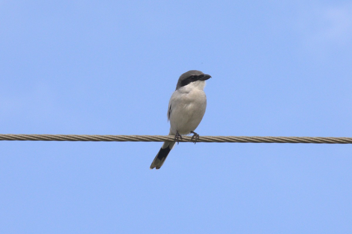 Loggerhead Shrike - ML646874903