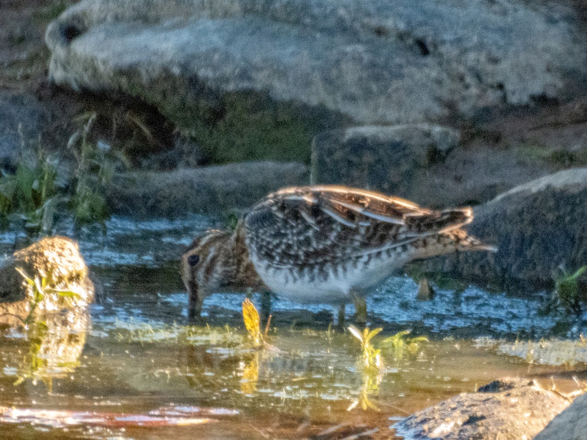 Wilson's Snipe - ML646874905