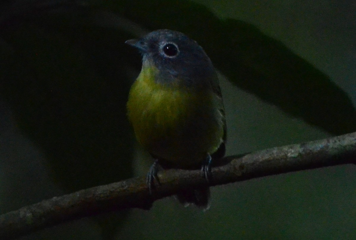 Gray-headed Piprites - ML646874907