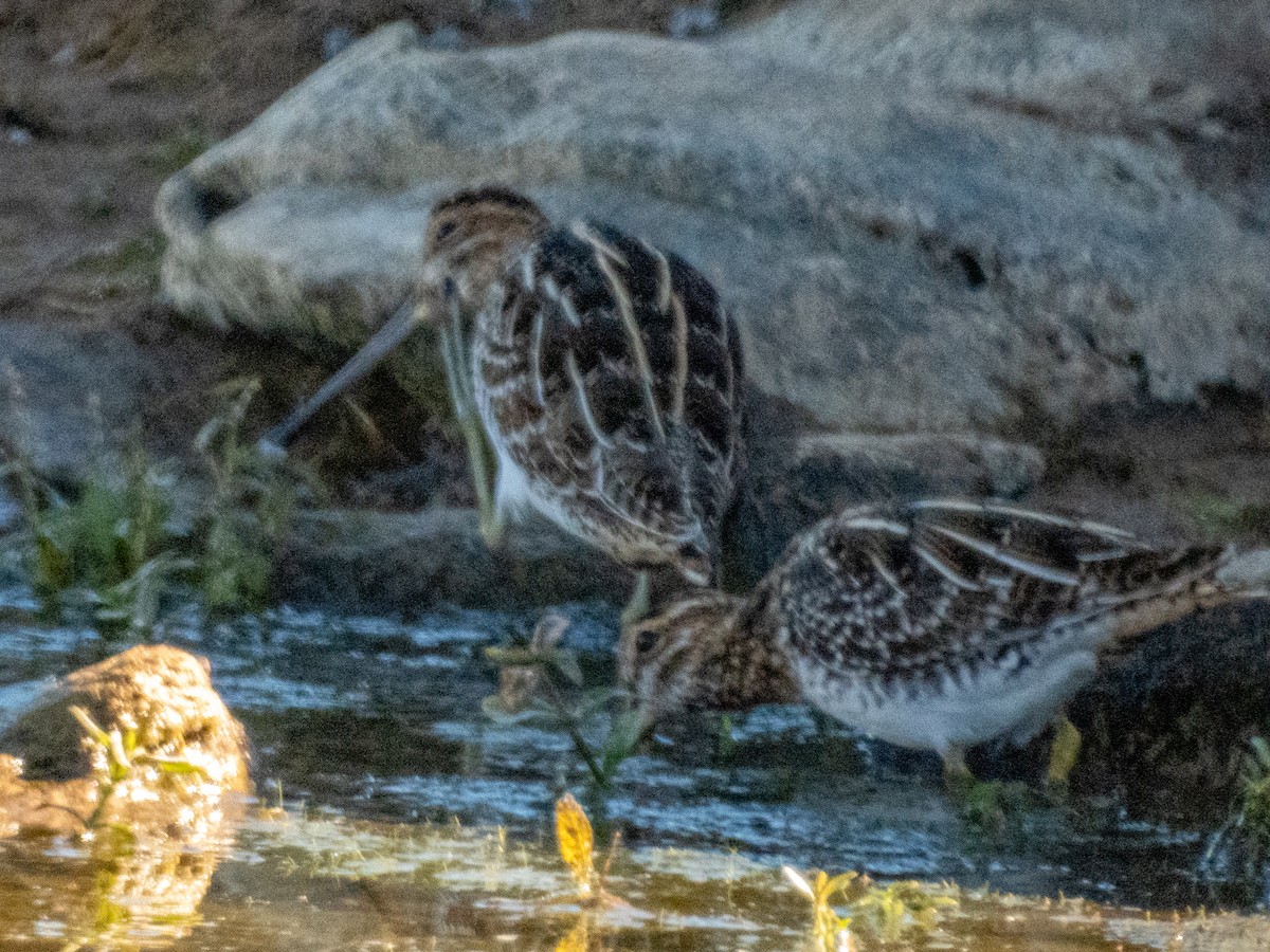 Wilson's Snipe - ML646874908