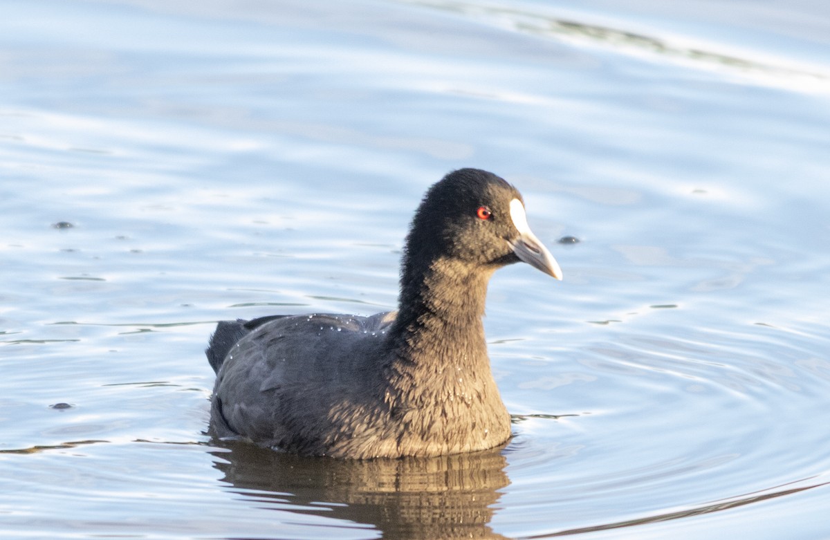 Eurasian Coot - ML646874910