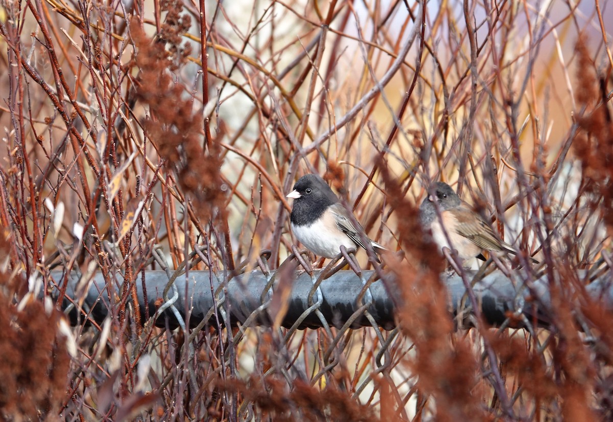 Dark-eyed Junco - ML646874912