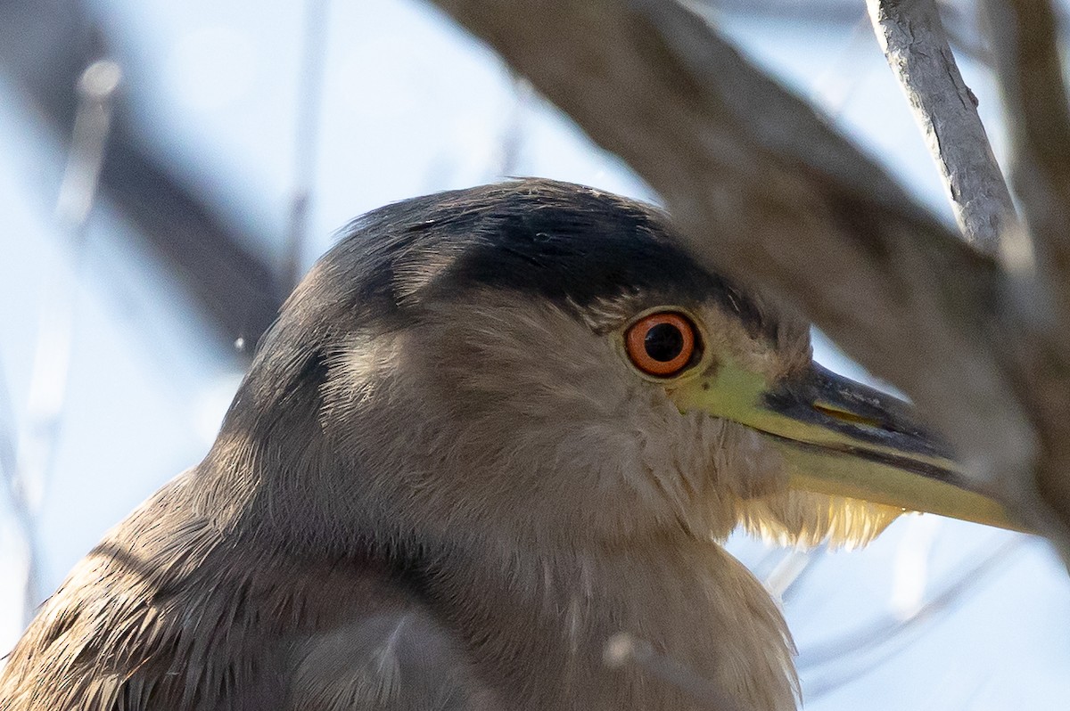 Black-crowned Night Heron - ML646874913