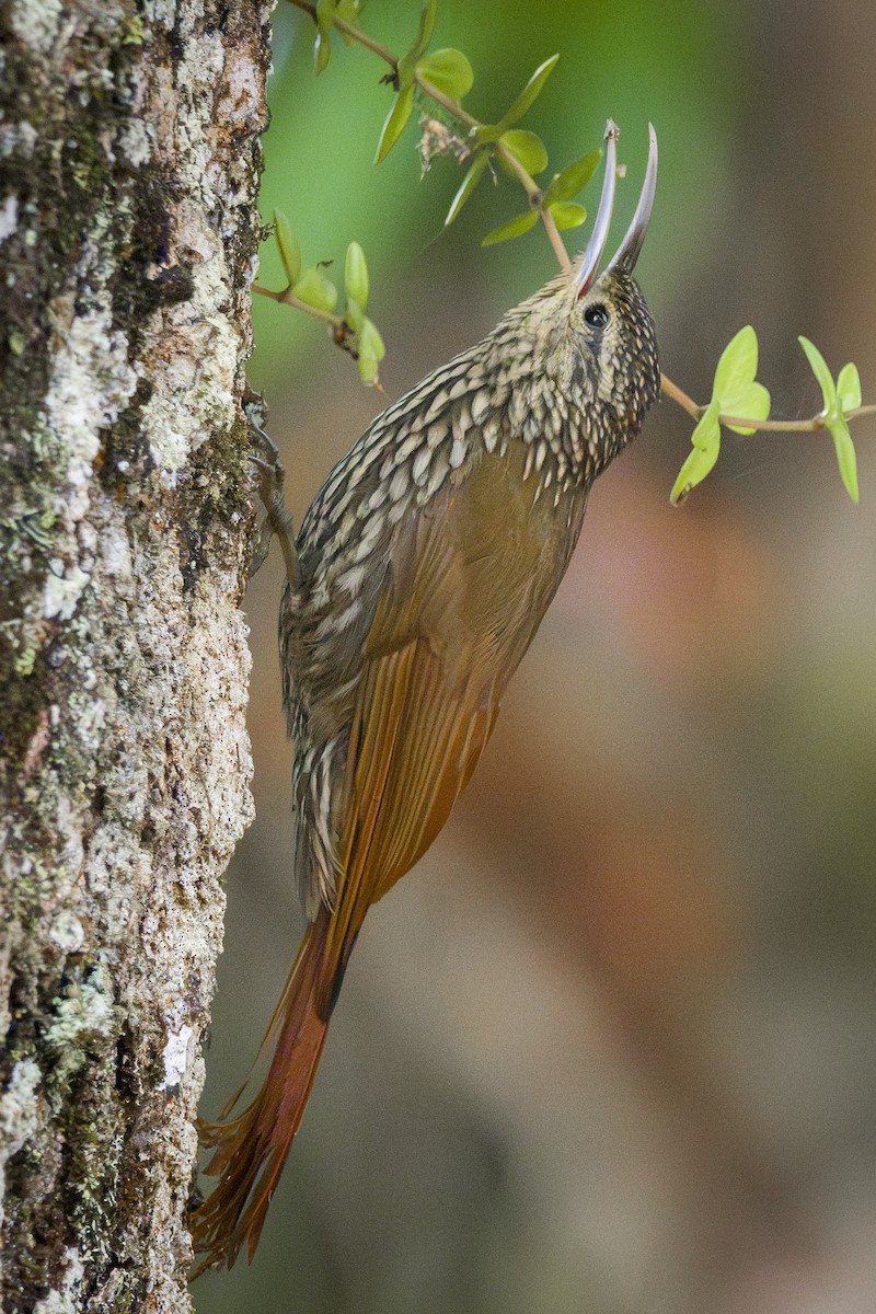 Жемчужноголовый древолаз - ML646874915