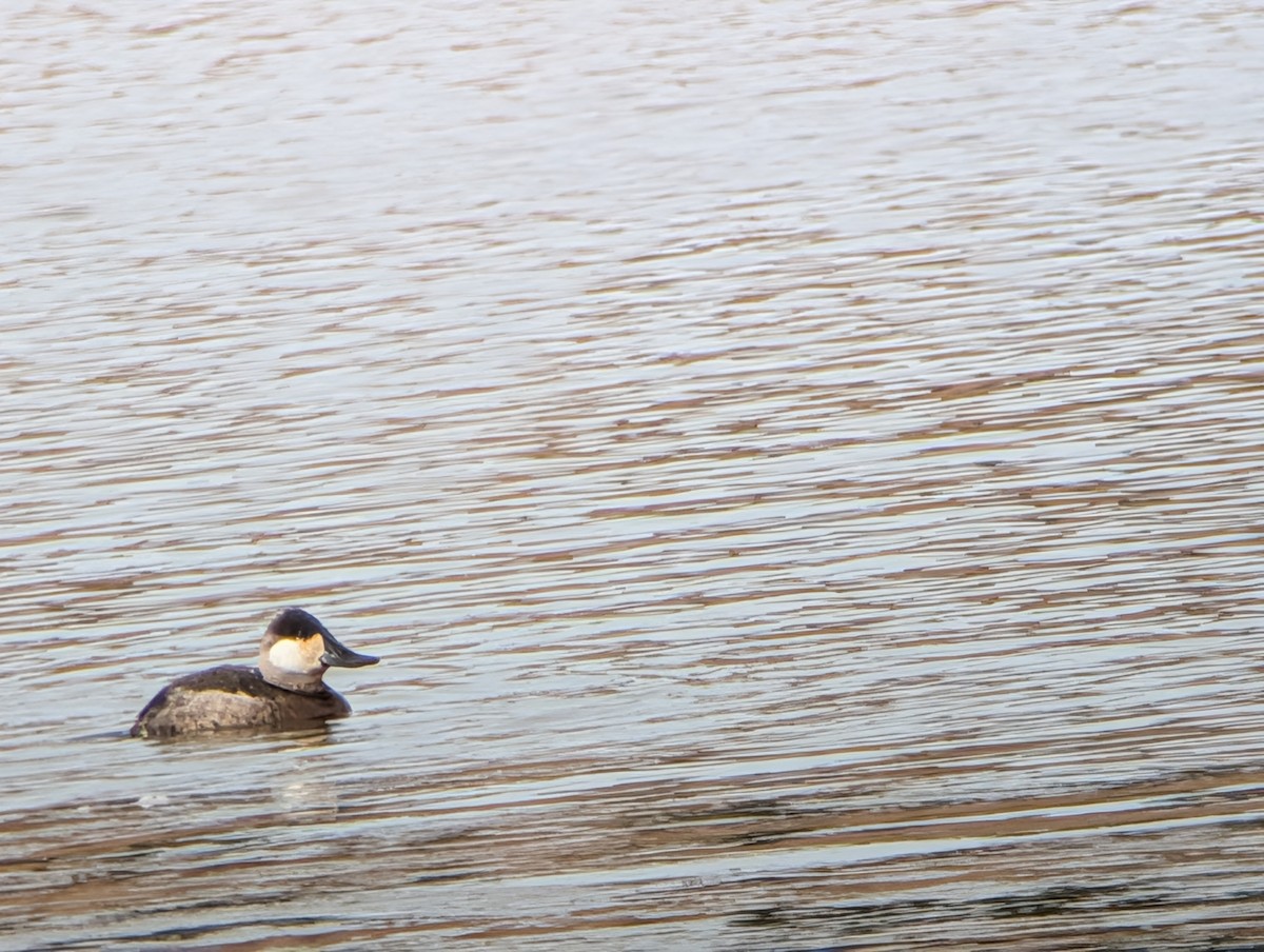 Савка американська - ML646874918