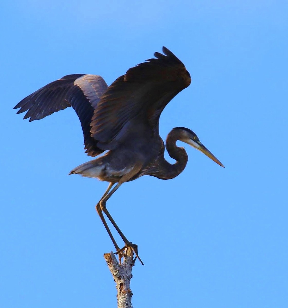 Great Blue Heron - ML646874920