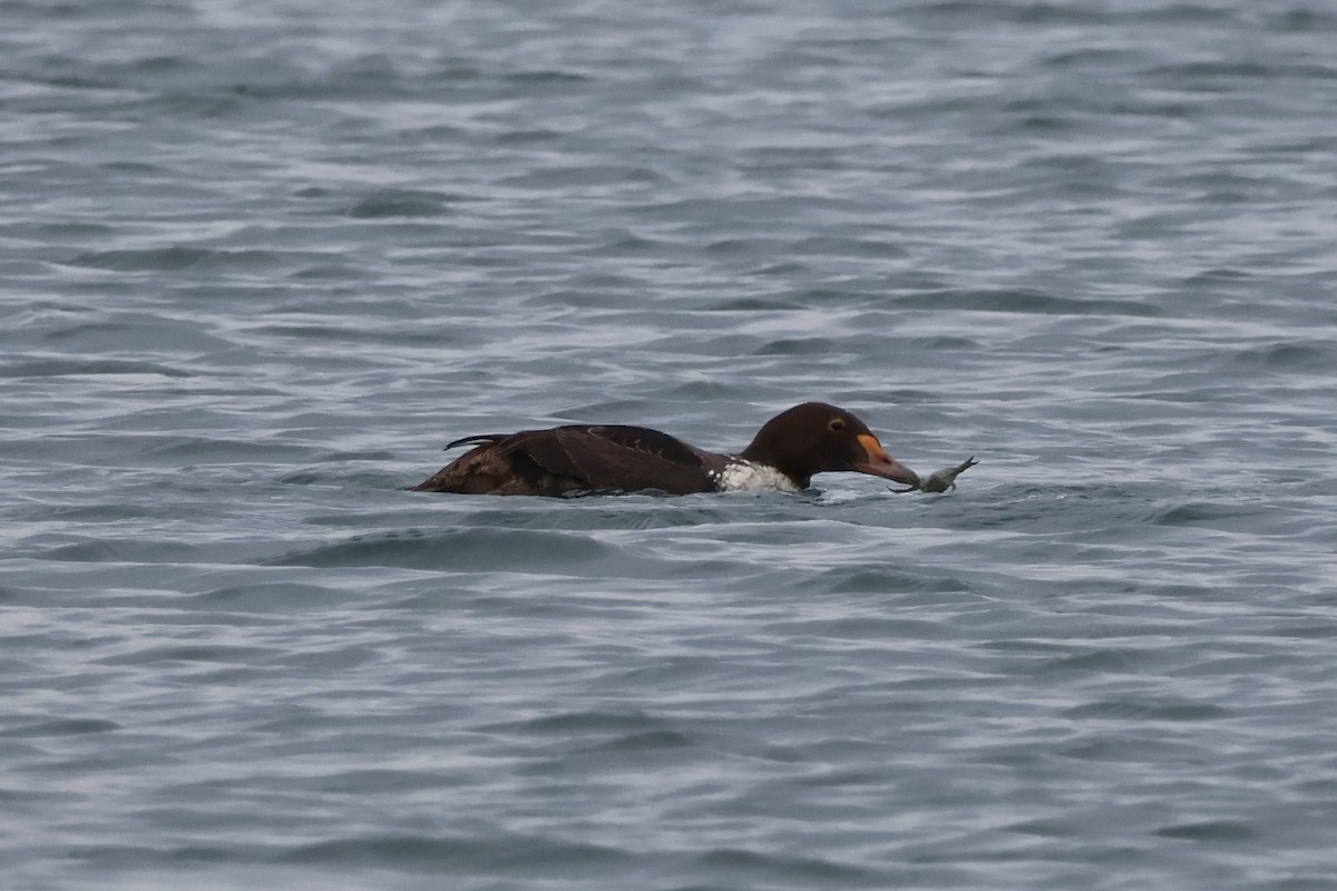 King Eider - ML646874924