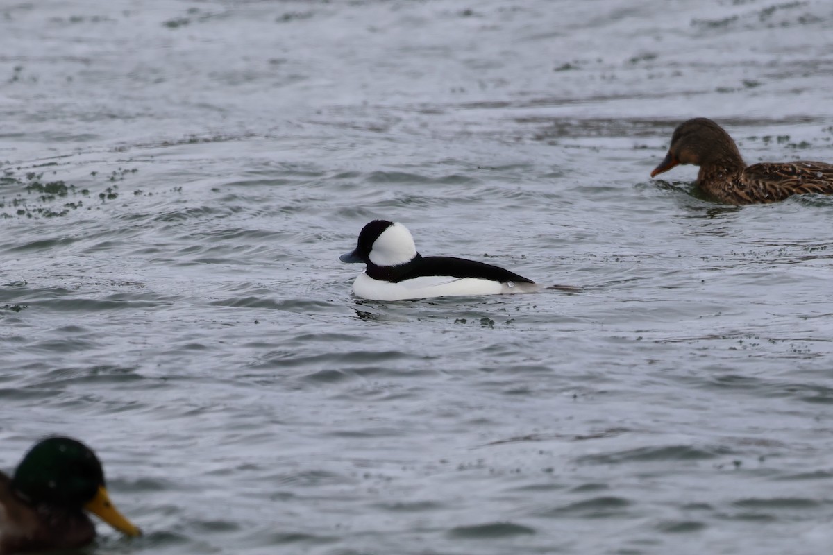 Bufflehead - ML646874925