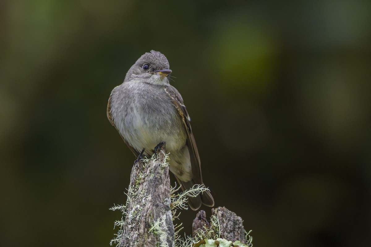 Olive-sided Flycatcher - ML646874926