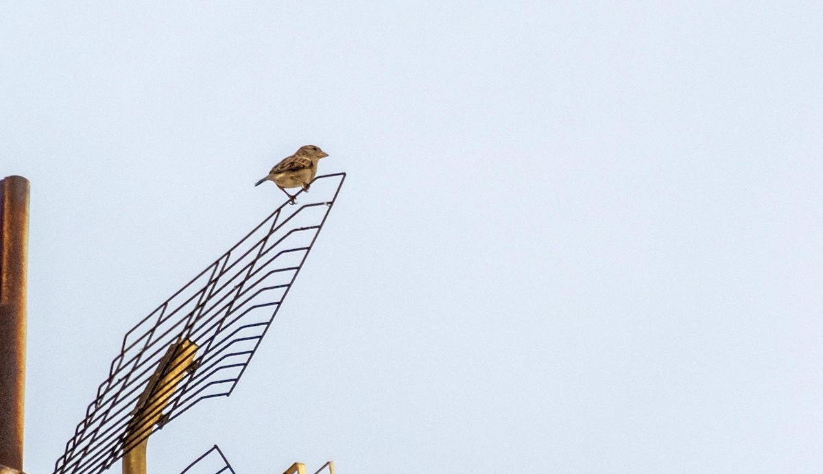 Italian Sparrow - ML646874927