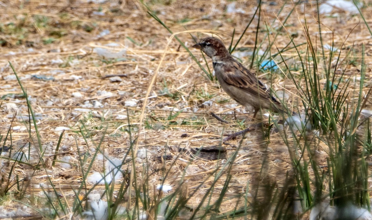 Italian Sparrow - ML646874929