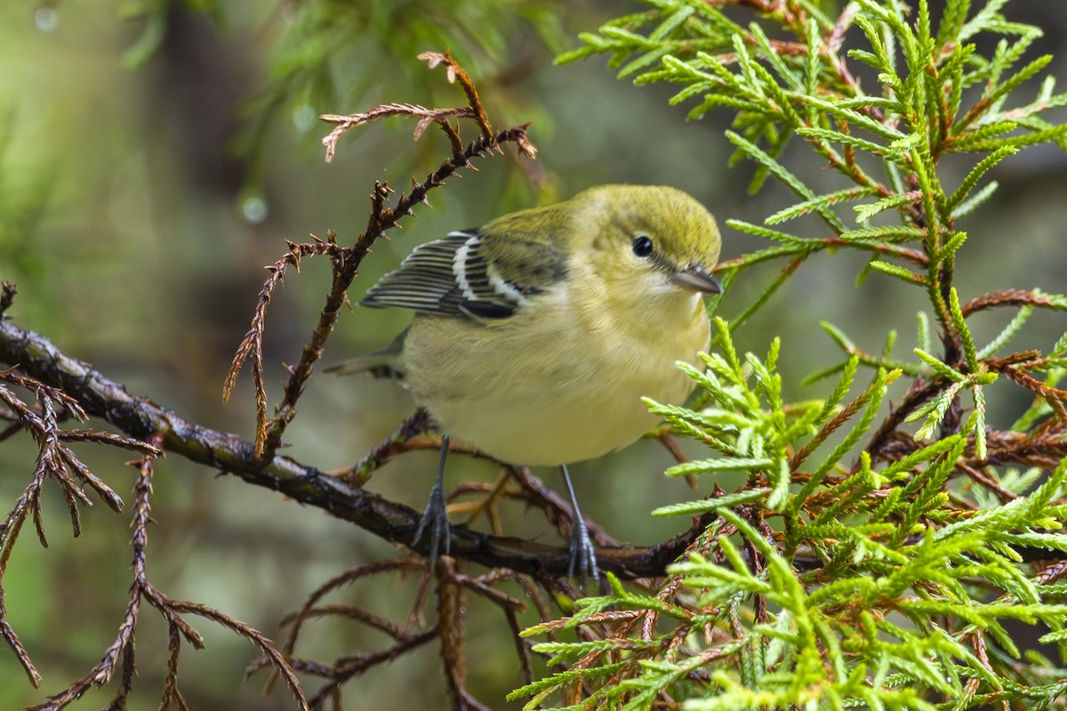 Каштановая древесница - ML646874935