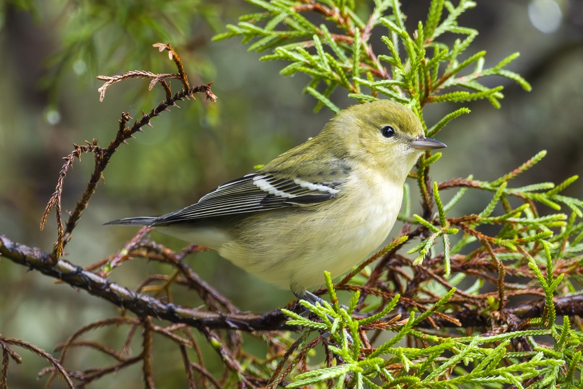 Каштановая древесница - ML646874937