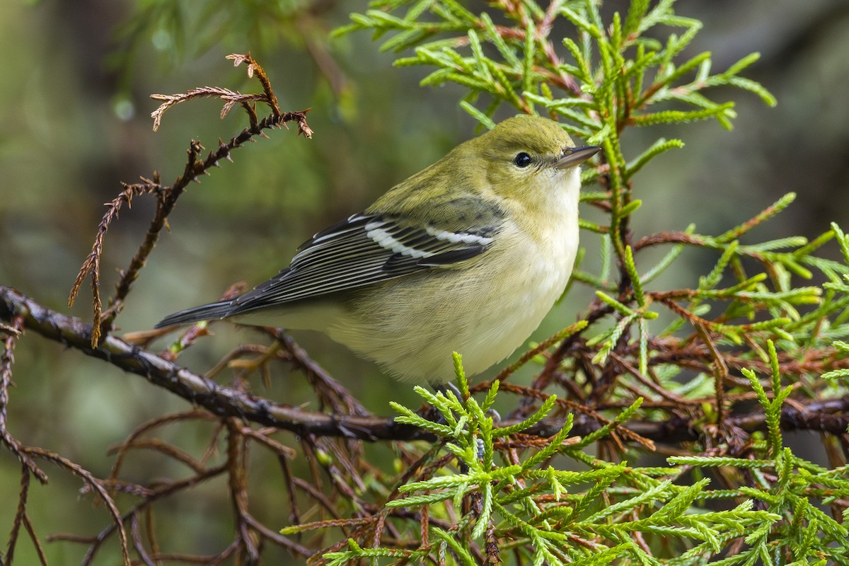 Каштановая древесница - ML646874939