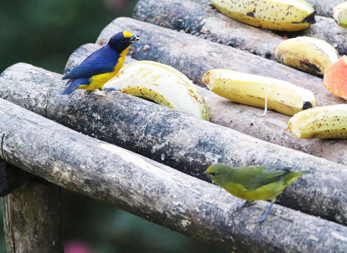 Violaceous Euphonia - ML646874945