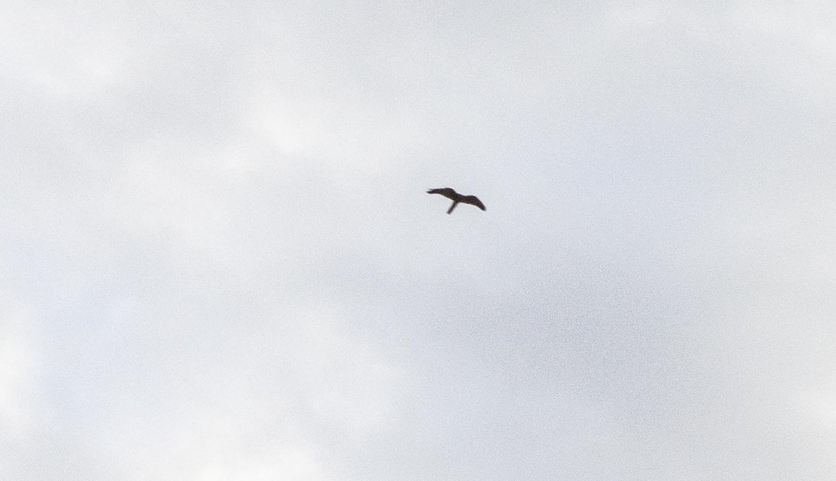 tårnfalk - ML646874947