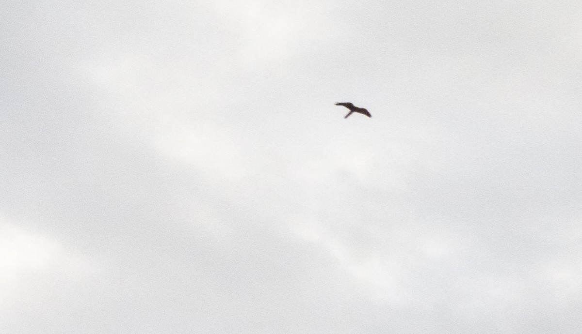 tårnfalk - ML646874948