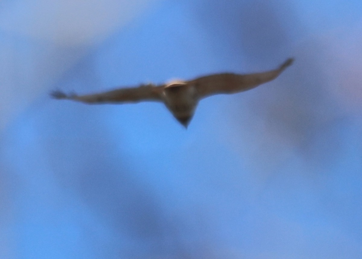 דורס יום בלתי-מזוהה (עקב) - ML646874952