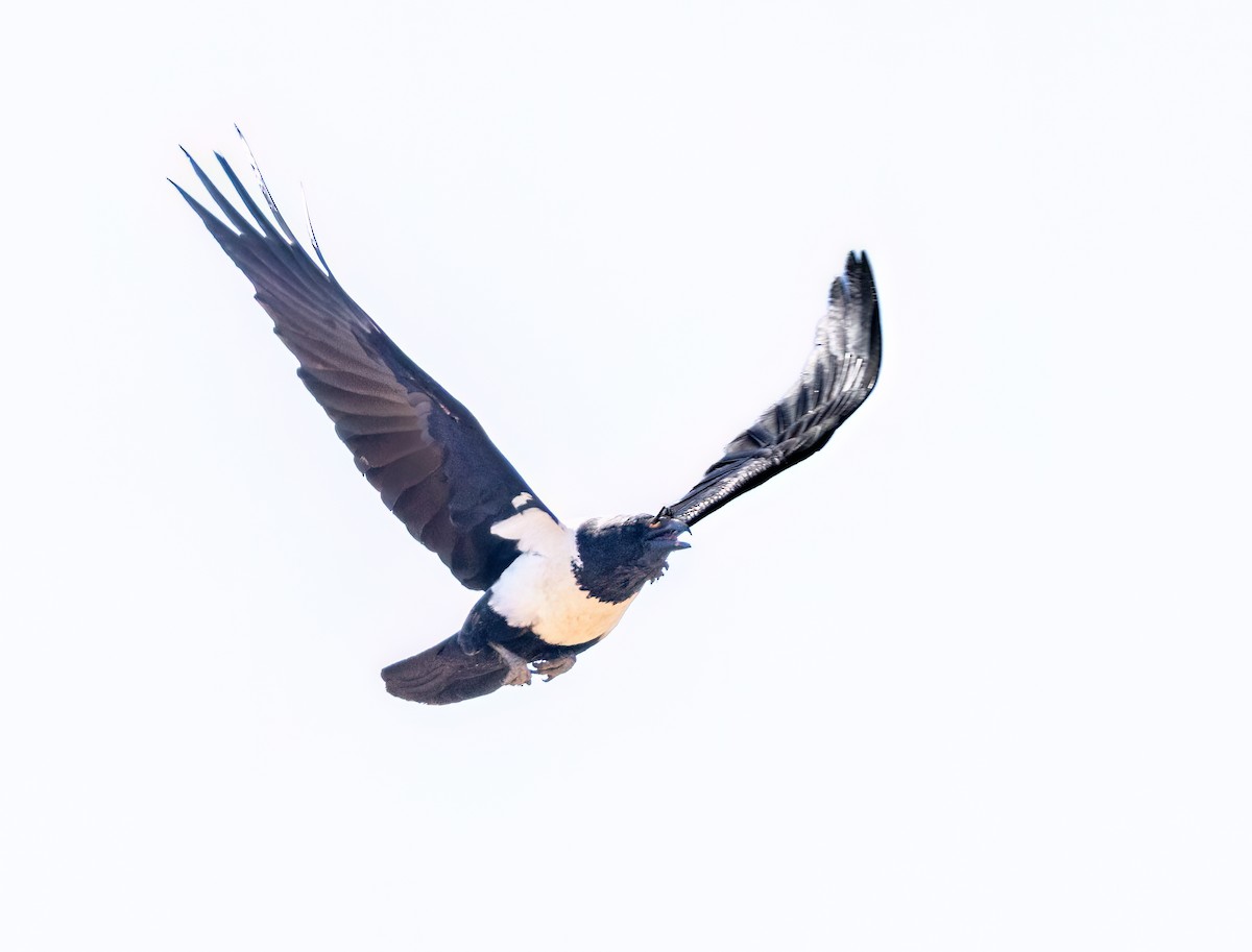 Erroi azpizuria - ML646874956