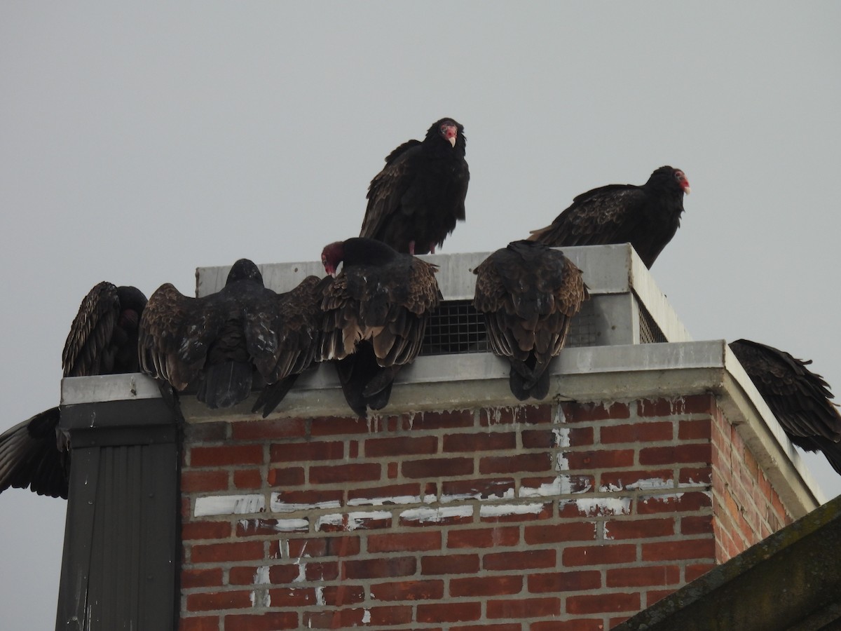 Turkey Vulture - ML646874972