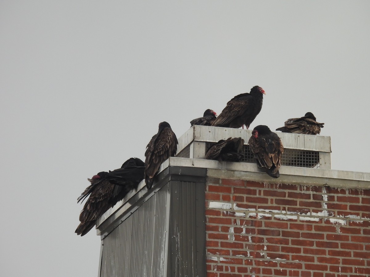 Turkey Vulture - ML646874973