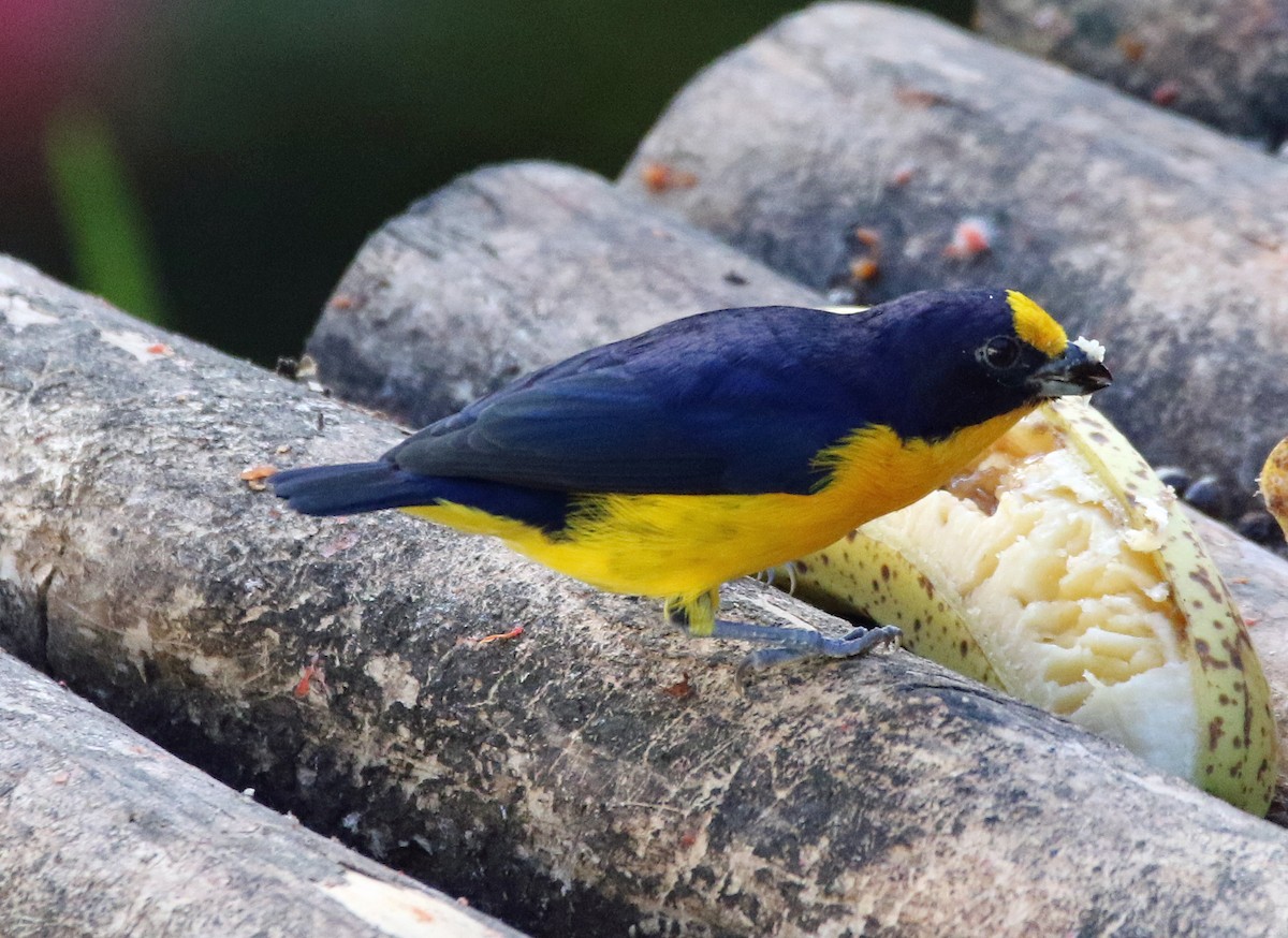 Violaceous Euphonia - ML646874979