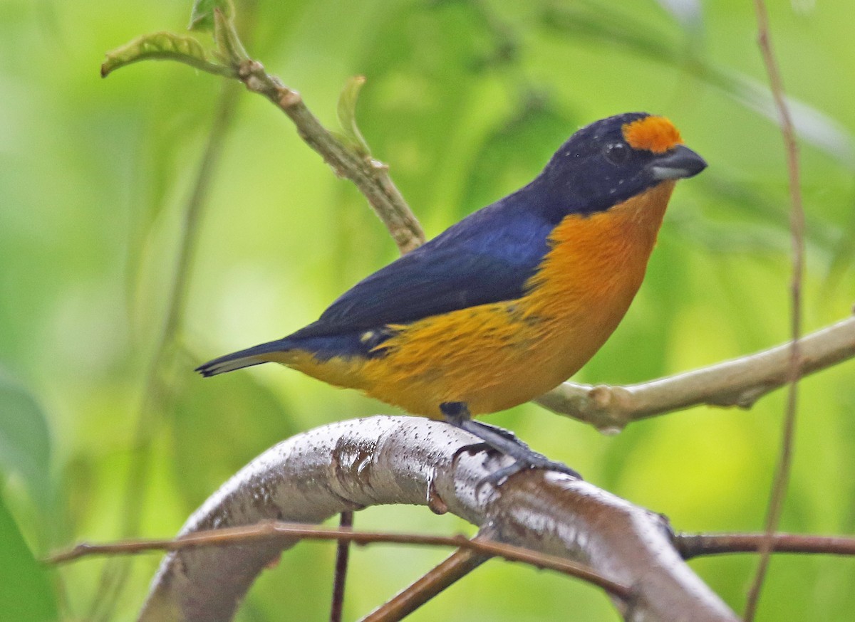 Violaceous Euphonia - ML646874980