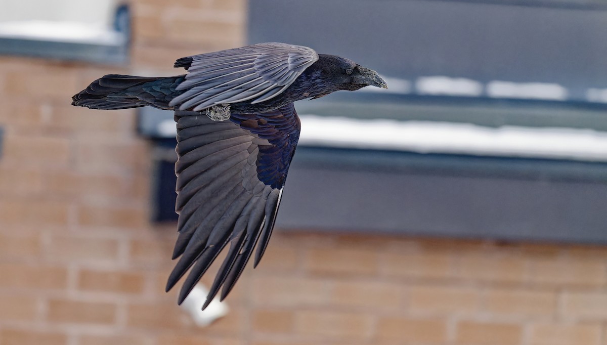 Common Raven - ML646874981