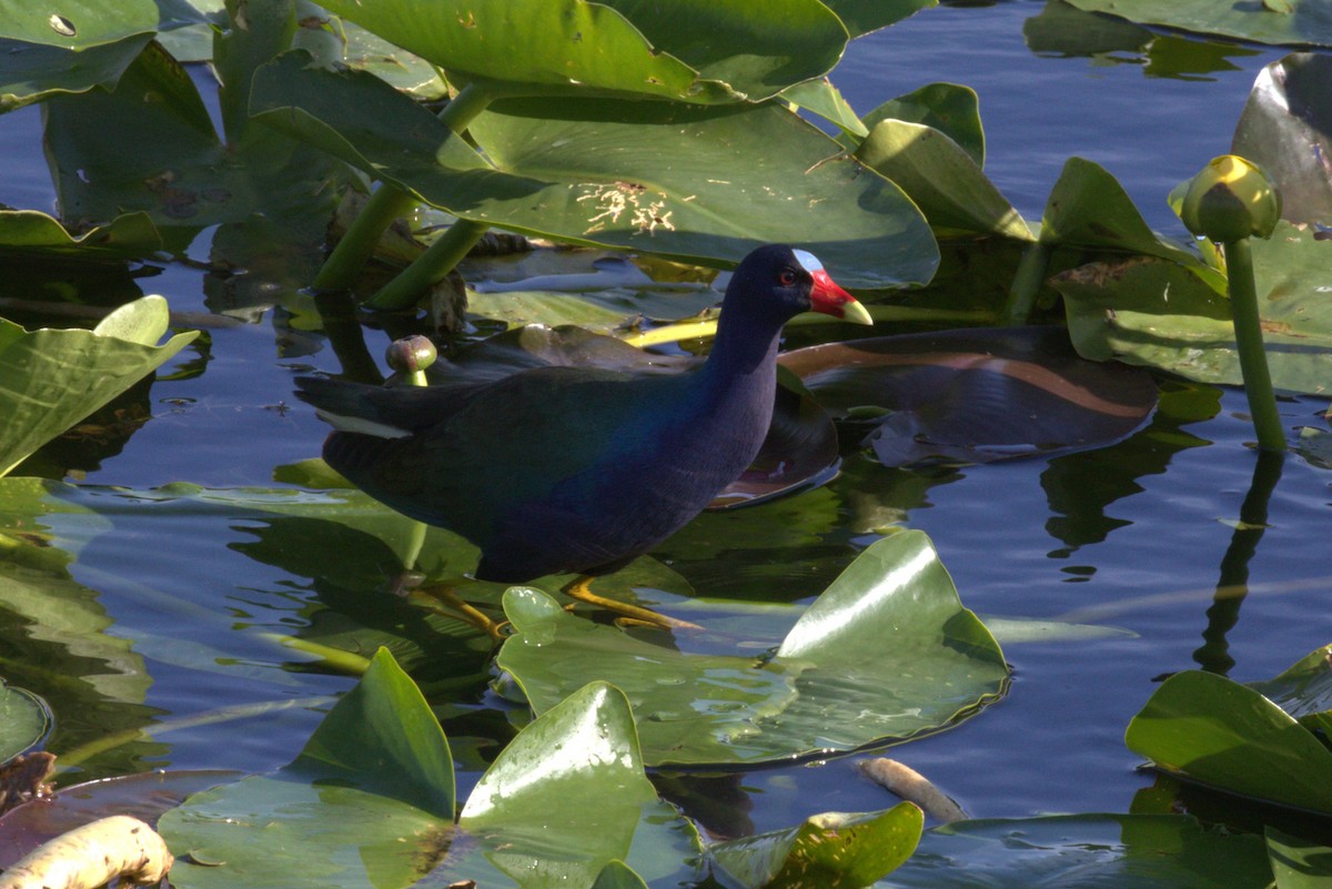 Purple Gallinule - ML646874986