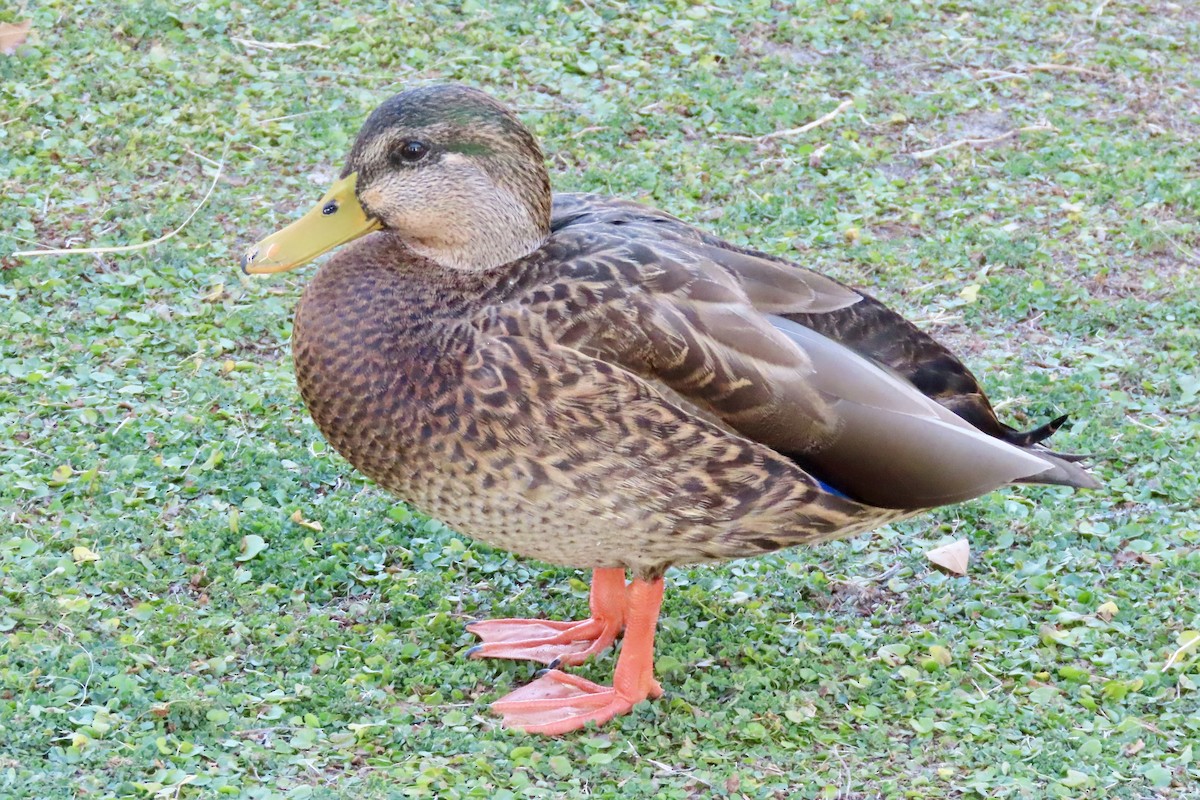 Mexican Duck - ML646874988