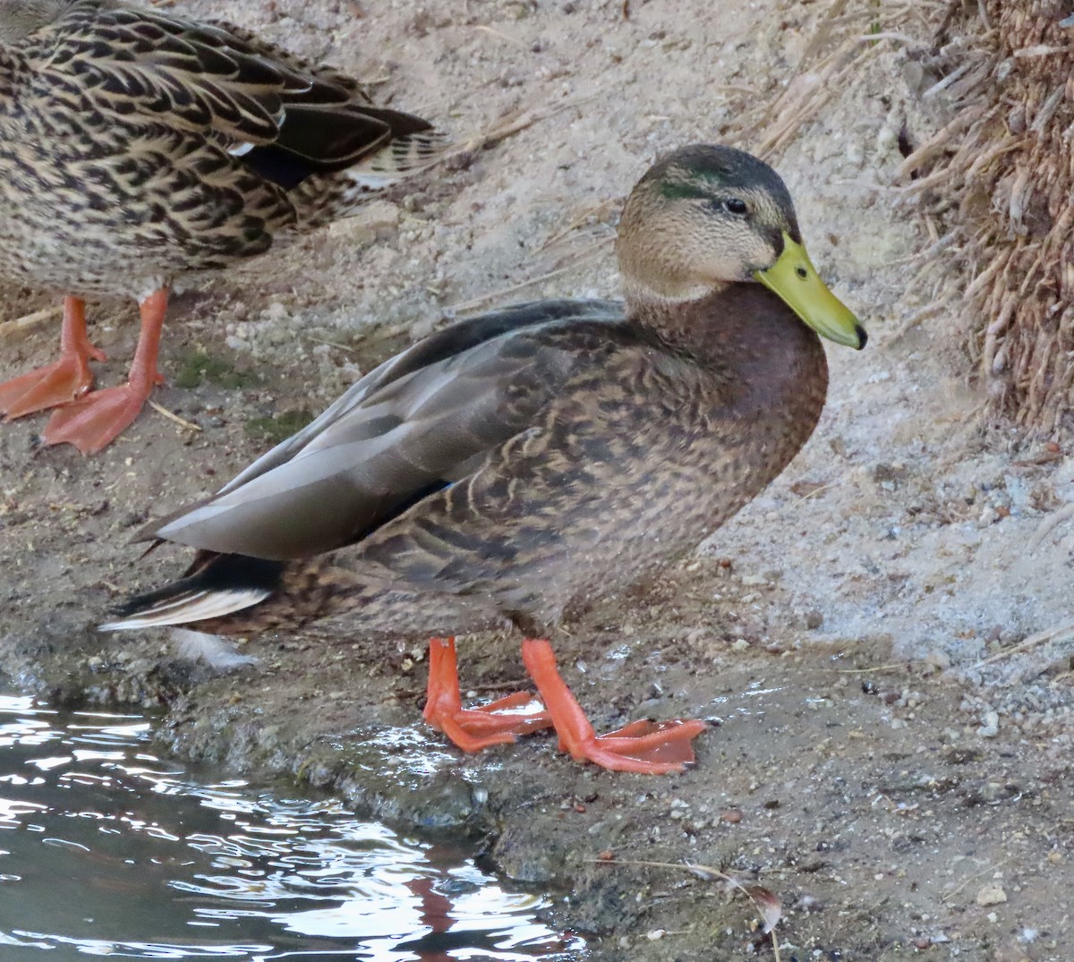 Mexican Duck - ML646874989