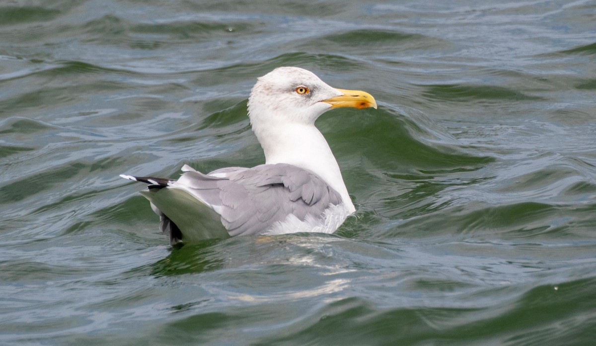 Kaio hankahoria - ML646874990