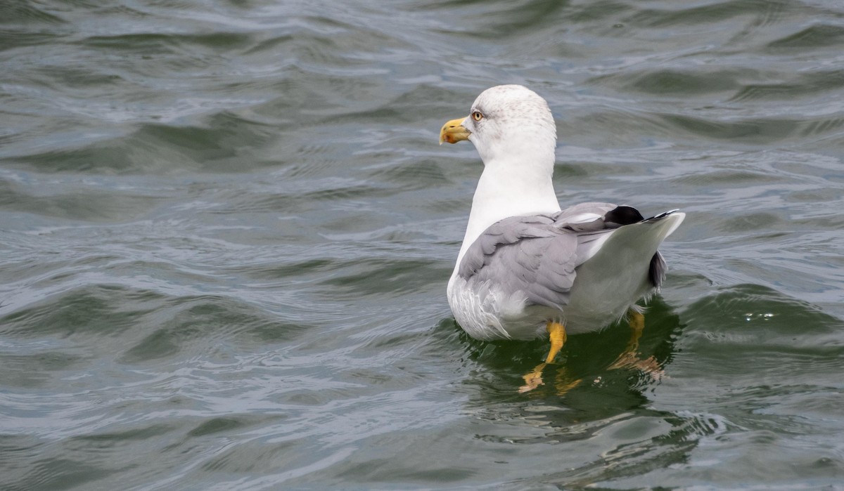 Kaio hankahoria - ML646874991