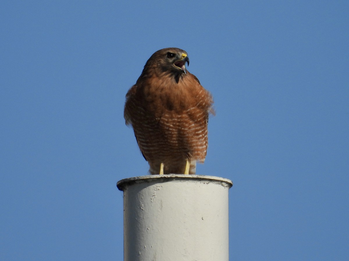 Red-shouldered Hawk - ML646874994