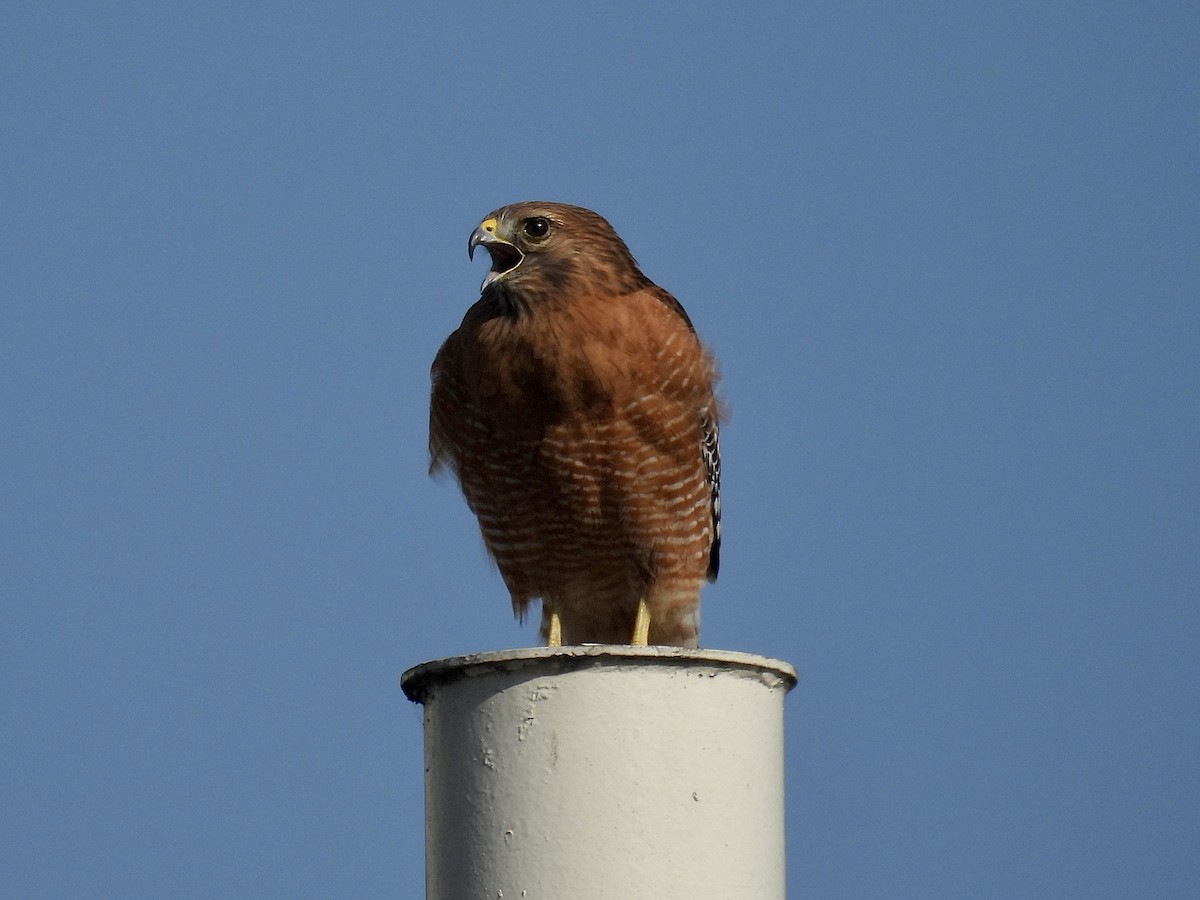 Red-shouldered Hawk - ML646874995