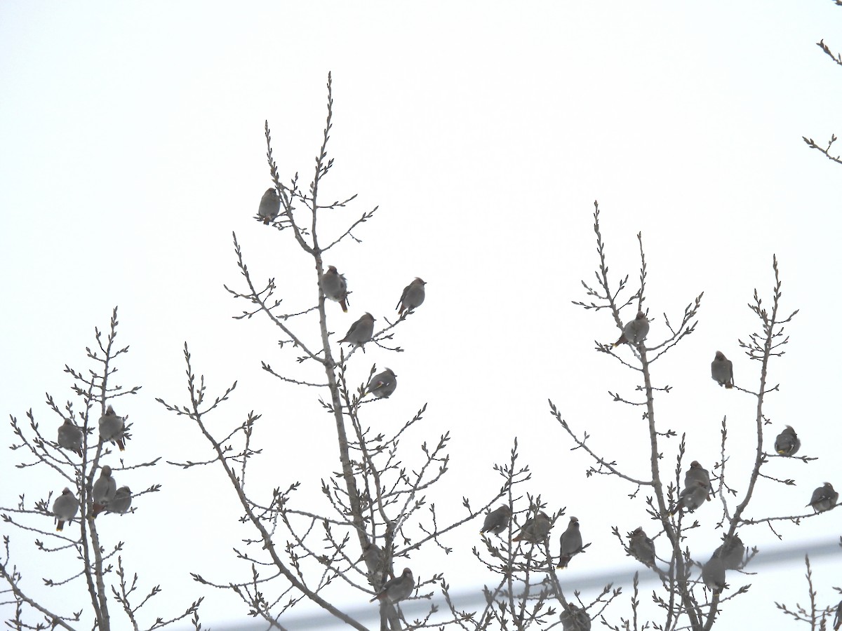 Ampelis Europeo - ML646874996