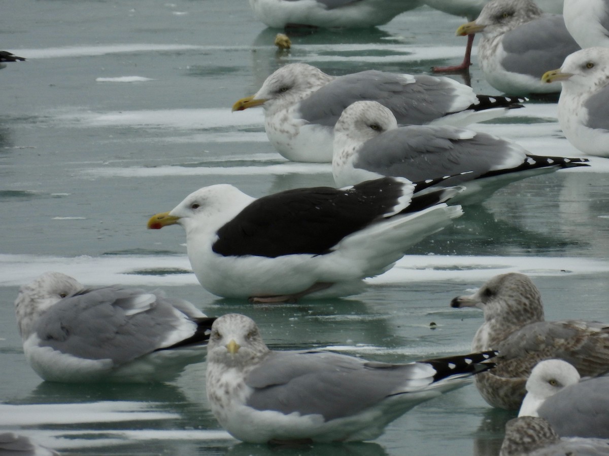 Great Black-backed Gull - ML646874997