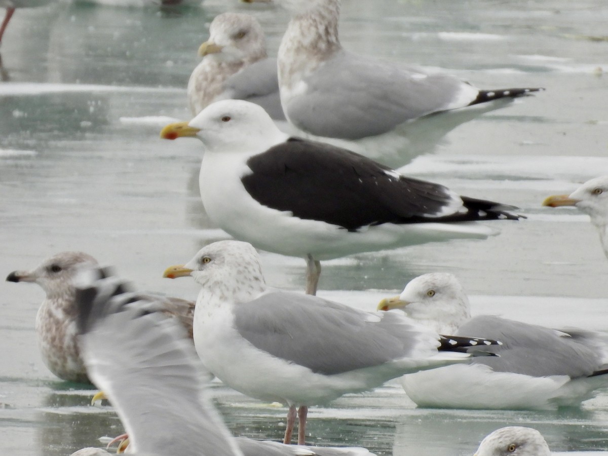 Great Black-backed Gull - ML646874998